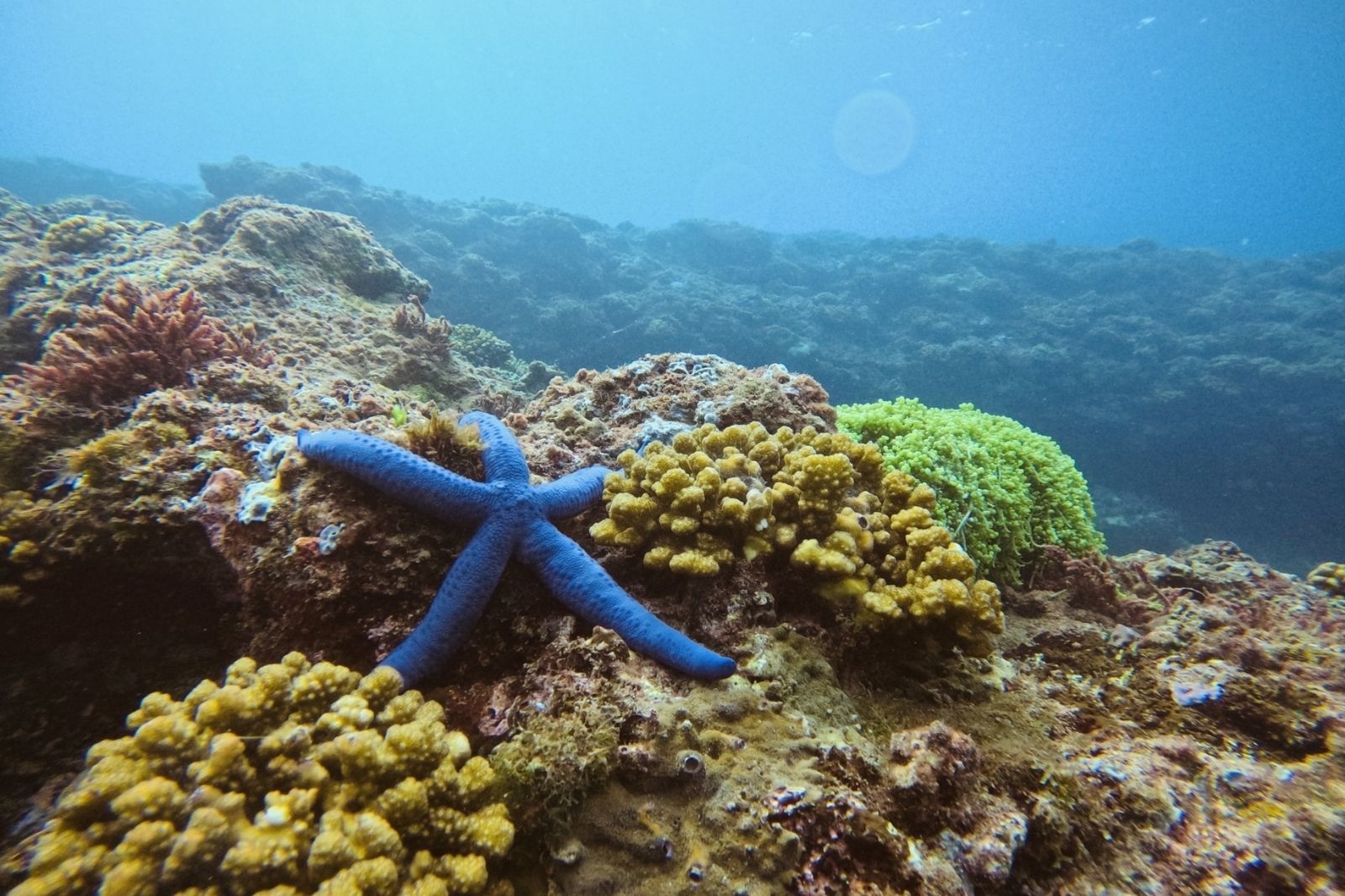 san ho o dao con co f35de51bf8